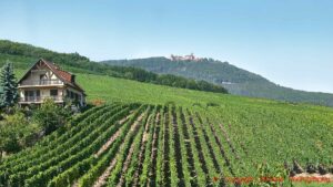 Vingårdar och ett korsvirkeshus på en sluttning och Chateau du Haut Koenigsbourg