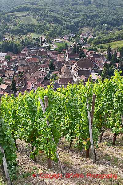 En vingård med riesling-druvor, Kastelberg grand cru, med en vy över byn Andlau, Alsace