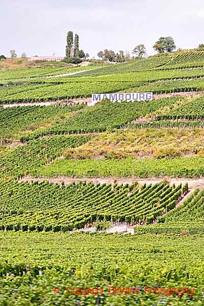 En grand cru-vingård, Mambourg, på en sluttning med en skylt i kommunen Sigolsheim, Alsace