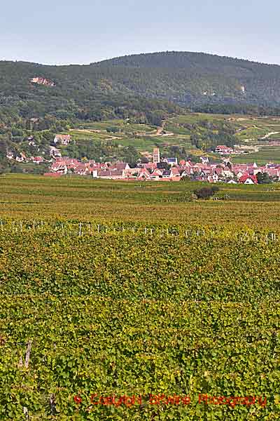 Vingårdar runt byn Gueberschwihr i Alsace